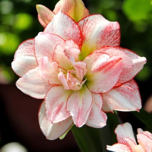 Hippeastrum Amarylis Striped Amadeus 1 szt. 30/32