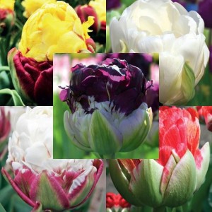 Zestaw Tulipan lodowy 21 szt.