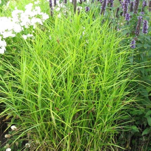 Carex Turzyca palmowa Little Midge 1 szt.  P9