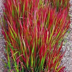 Imperata cylindryczna Red Baron 1 szt. doniczka C2