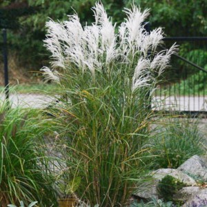 Miskant chiński Kleine Fontane doniczka C2 1 szt.