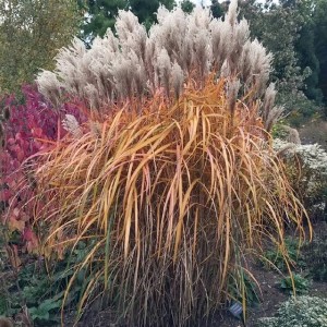 Miskant chiński Malepartus doniczka C2 1 szt.