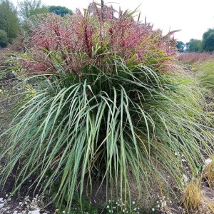 Miskant chiński Polonus doniczka C2 1 szt.