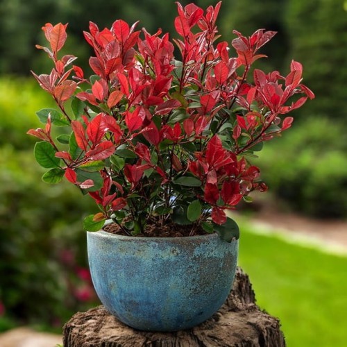 Photinia Głogownik Little Red Robin 1 szt. P9