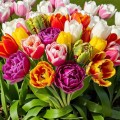 Tulipany polskie cebulki mix