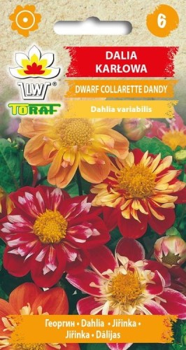 Dalia karłowa Dwarf Collarette Dandy  0,5g  / T /