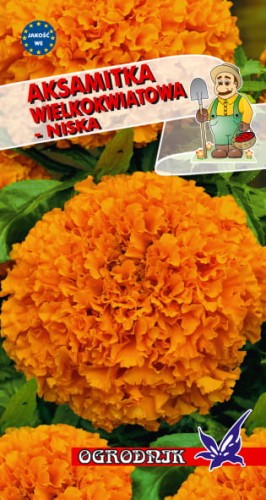 Aksamitka wielkokw. niska pomarańczowa 0,5g  / O /