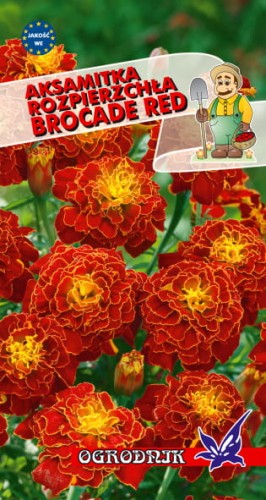 Aksamitka rozpierzchła Brocade Red 1g  / O /