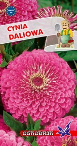 Cynia daliowa Illumination różowa 1g  / O /