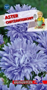 Aster chryzantemowy niebieski 1g  / O /