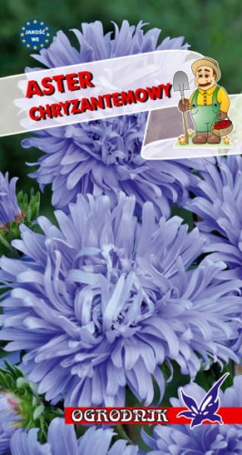 Aster chryzantemowy niebieski 1g  / O /
