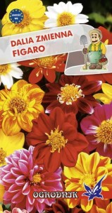 Dalia zmienna Figaro mieszanka 0,5g  / O /