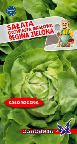 Sałata głowiasta masłowa Regina 2g  / O /