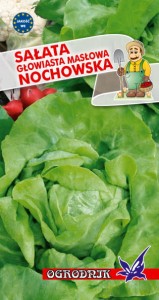 Sałata głowiasta masłowa Nochowska 2g  / O /