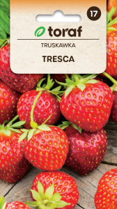 Truskawka Tresca 20 szt.  / T /