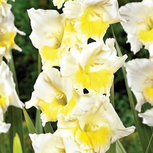 Gladiolus Mieczyk Break a Dawn 5 szt.