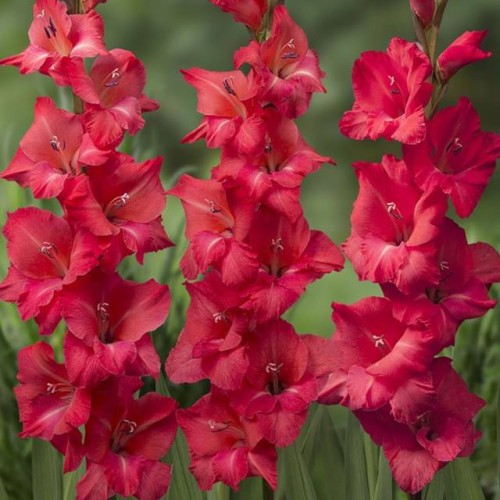 Gladiolus Mieczyk Berlioz 5 szt.