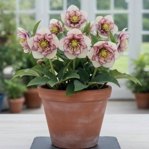 Helleborus Ciemiernik Double Ellen Picotee 1 szt.