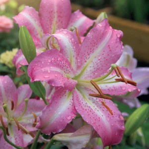 Lilia orientalna Josephine 1 szt.