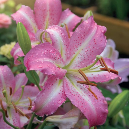 Lilia orientalna Josephine 1 szt.