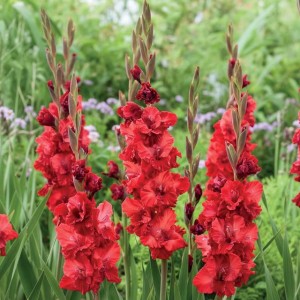 Mieczyk Karbowany Egzotyczny Velvet Raspbery 5 szt