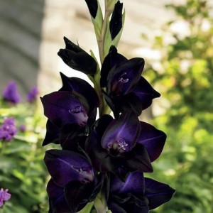Gladiolus Mieczyk Black Sabbath 5 szt.