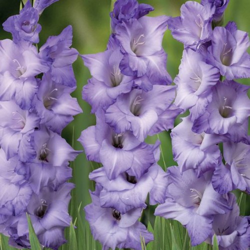 Gladiolus Mieczyk Cobain 5 szt.