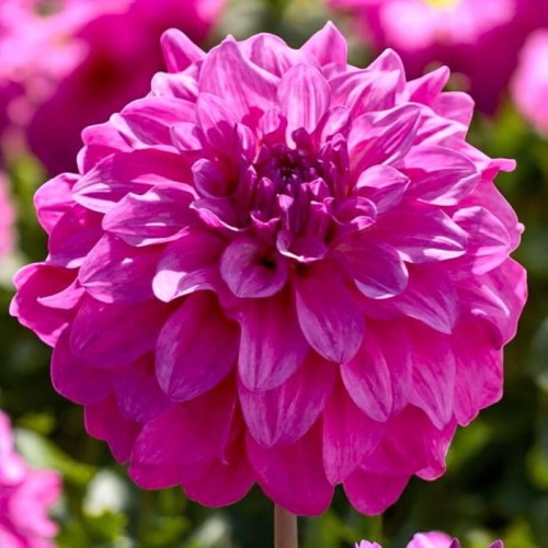 Dalia dekoracyjna Purple Balloon 1 szt.