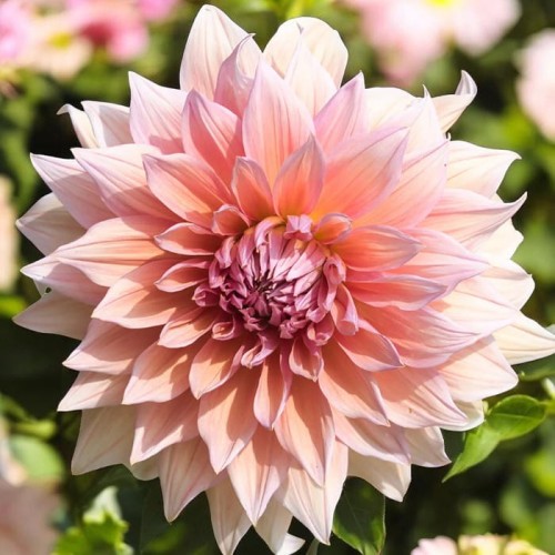 Dalia talerzowa Mango Madness 1 szt.