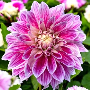 Dalia talerzowa Purple Explosion 1 szt.
