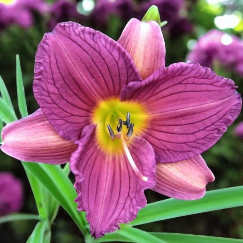 Hemerocallis Liliowiec Purple de Oro 1 szt.