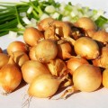 seedream-4.5_Potrzebuję_by_ta_cebula_ze_zdjęcia_była_bez_tych_długich_ogonków._Można_do-1.jpg