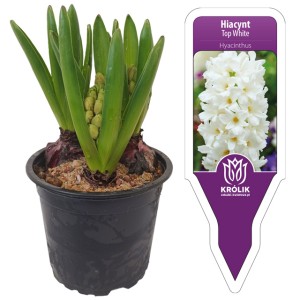 Hiacynt biały Top White w doniczce 3 cebulki