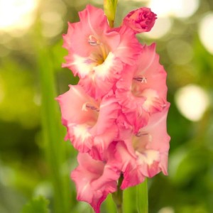 Gladiolus Mieczyk Fontana 5 szt.