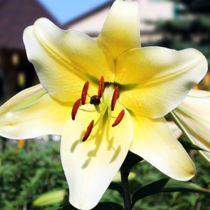 Lilia drzewiasta Conca d'Or XL (18/20) 1 szt.