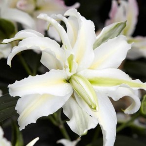 Lilia orientalna pełna Polar Star 1 szt.