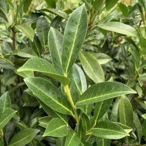 Laurowiśnia wschodnia Chamaeleon 1 szt. donic. P9