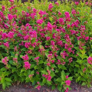 Krzewuszka Weigela Big Love 1 szt. doniczka P9