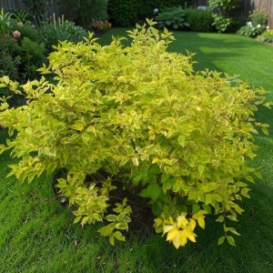 Dereń Cornus biały Gouchaultii 1 szt. doniczka P9