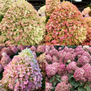 Hortensja bukietowa Pixio 1 szt. doniczka P9