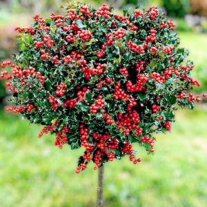 Ostrokrzew Ilex Meservy Blue Angel 1 szt. P9