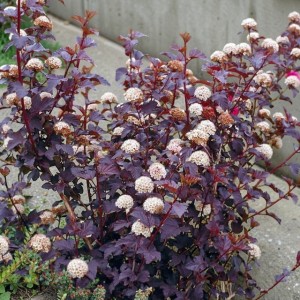 Pęcherznica kalinolistna Diable d'Or 1 szt. P9