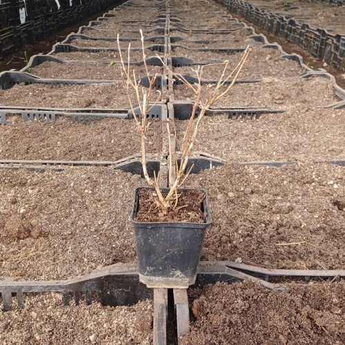 Budleja Dawida Nanho Blue 1 szt. doniczka P9