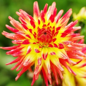 Dalia kaktusowa Vuurvogel 1 szt.