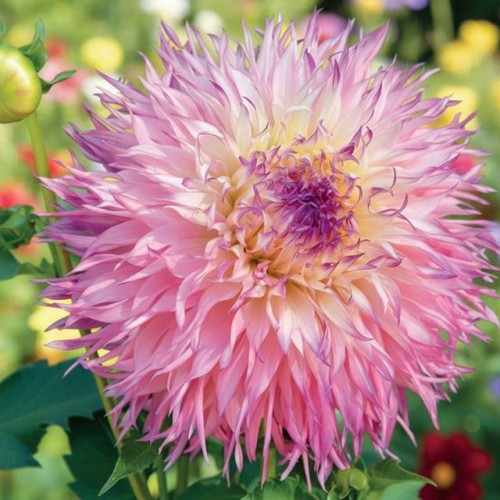 Dalia strzępiasta Pinelands Princess roz. II 1 szt