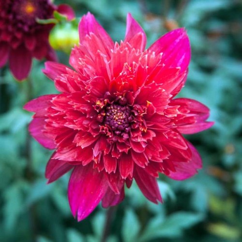 Dalia anemonowa Inca 1 szt.
