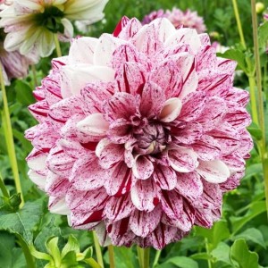 Dalia dekoracyjna Painted Lady 1 szt.