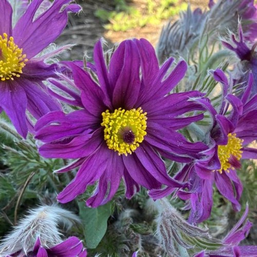 Pulsatilla Sasanka zwyczajna Violet Bells 1 szt.