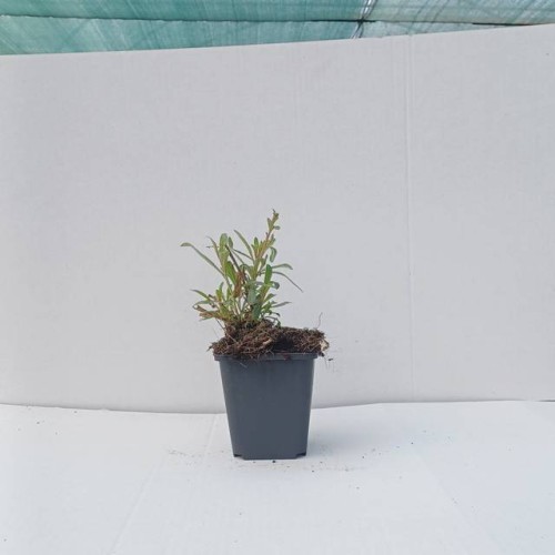 gaura.jpg
