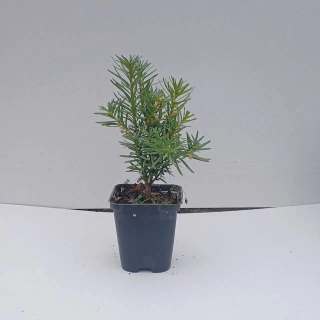 65.jpg